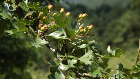 Flora_Majuelo