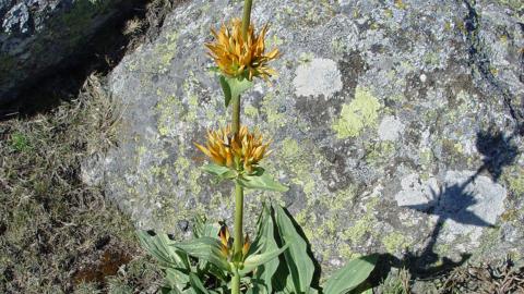 Flora_Genciana