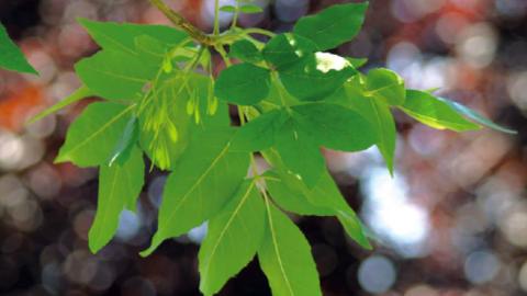 Flora_Hoja de fresno