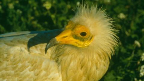 Fauna_Alimoche común