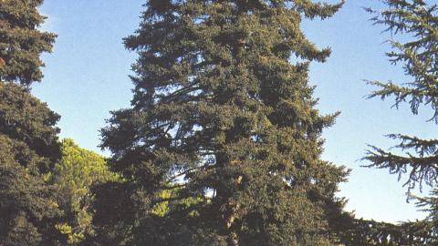 Árbol singular. Pinsapo de la Casita del Príncipe. El Escorial