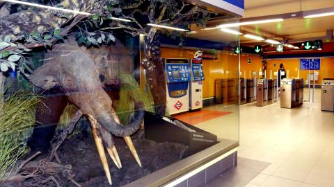 Museo de Carpetana