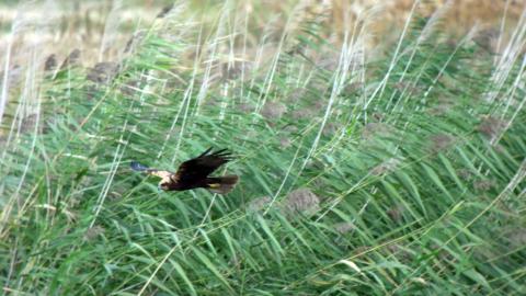 Fauna_Aguilucho lagunero