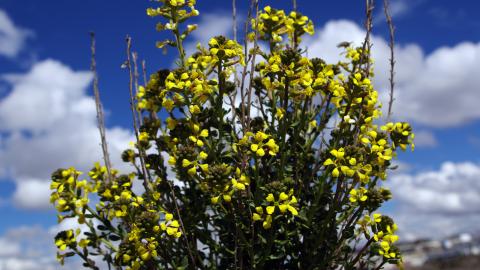Flora_Pitano (Vella pseudocytisus)