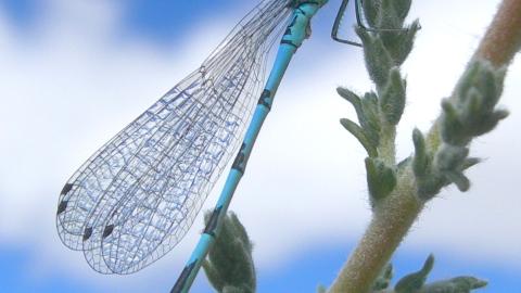 Fauna_Coenagrion mercuriale (Corta narices)
