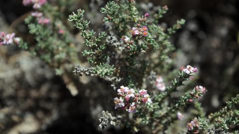 Flora_Frankenia thymifolia