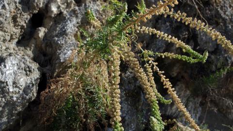 Flora_Reseda suffruticosa