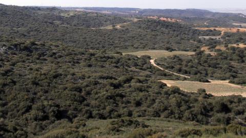 Flora_Coscojar (Quercus coccifera)