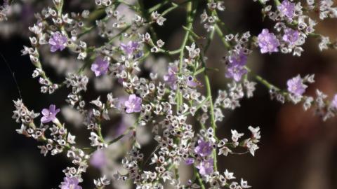 Flora_Limonium dichotomum