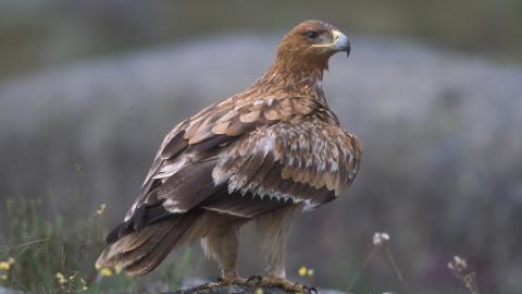 Águila imperial ibérica