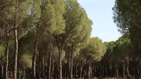 Senda de Brunete a Navalcarnero por el Río Guadarrama - R27 Senda de Brunete a Navalcarnero por el Río Guadarrama - R27