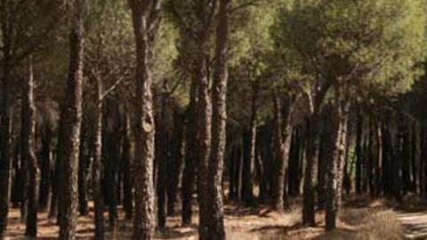 Pinar de pino piñonero en la Senda de Brunete a Navalcarnero Pinar de pino piñonero en la Senda de Brunete a Navalcarnero