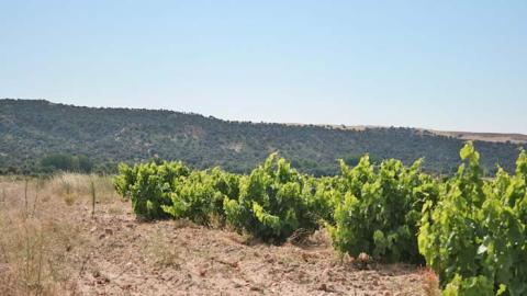 Senda de El Álamo a Batres y Serranillos del Valle - R34