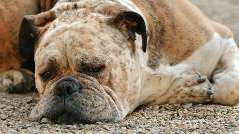 Imagen de un primer plano de la cara de un perro tumbado
