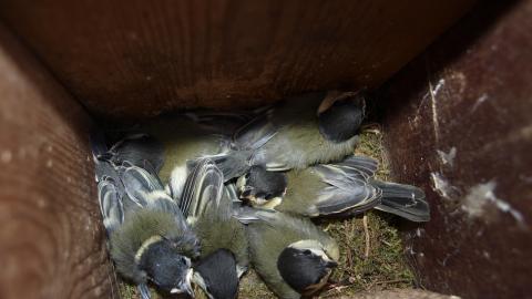 Crías de pájaro en caja nido