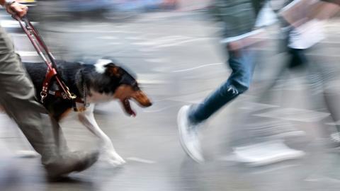 Perro guía orientando a un usuario entre la gente que camina por una calle