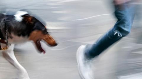 Imagen ilustrativa de transeúntes y perro guía