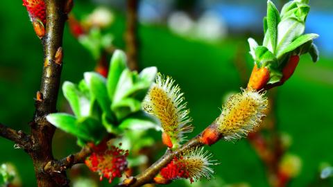 Imagen Sauce (Salix)