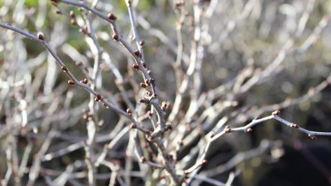 Yemas árbol invierno