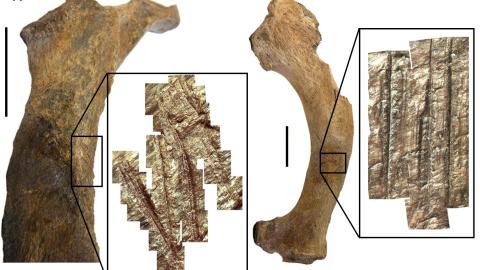 huesos fósiles Una muestra de huesos fósiles
