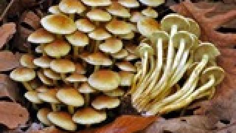 Hypholoma fasciculare