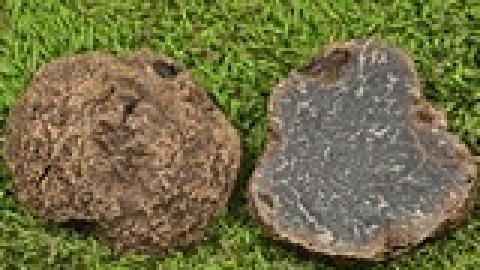 Tuber indicum