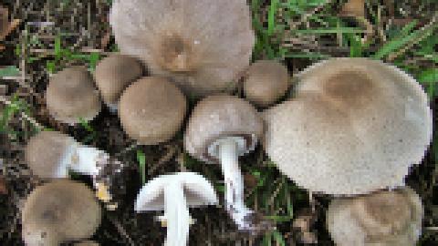 Agaricus placomyces