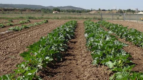 Campo de cultivo de la finca La Isla
