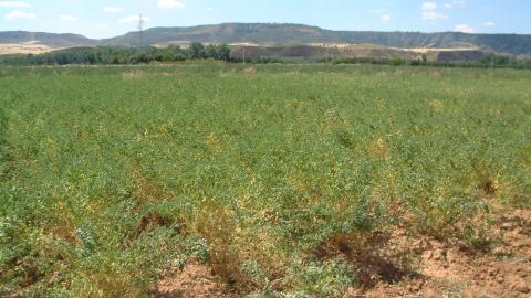 Campo de cultivo de garbanzo en la finca El Encin