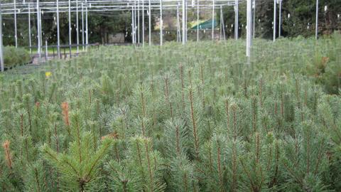 Primer plano plantas de la finca El Escorial