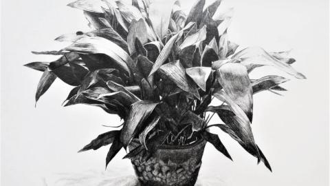 grabado de una planta 