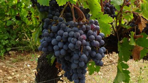 Racimo de uvas en vides