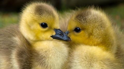 Dos patitos uno frente a otro