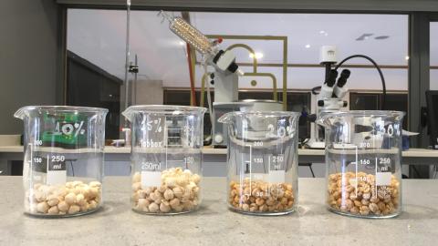 botes de cristal con garbanzos en laboratorio