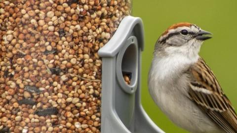 Foto comedero aves
