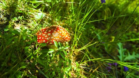 Foto amanita