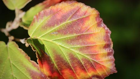 Foto hoja colores