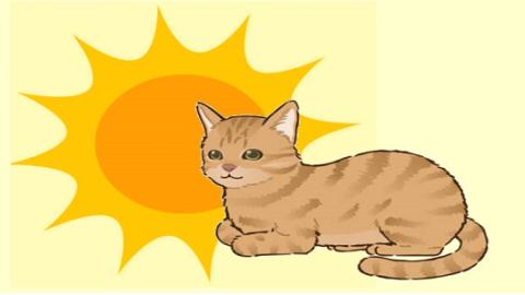 Gato sol