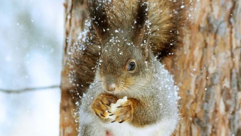 Foto ardilla invierno