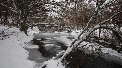 Foto hayedo invierno