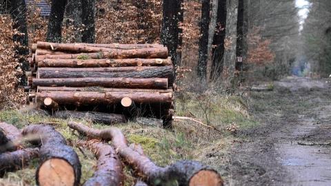 Imagen leña en el bosque