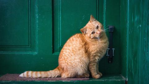 Gato en una puerta
