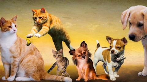 Imagen con gatos y perros