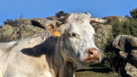 Primer plano de vaca