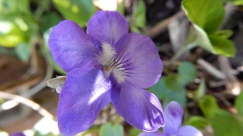 Imagen de una violeta