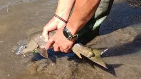 Imagen de barbo siendo rescatado