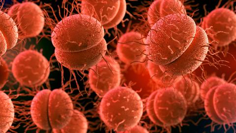 Neisseria gonorrhoeae