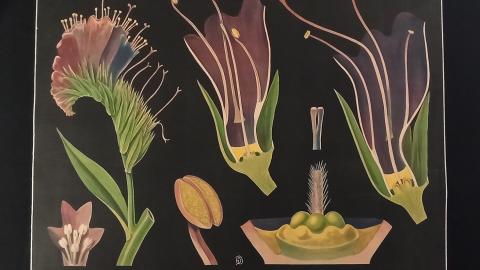 Lámina con ilustraciones de plantas