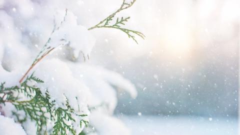 Árbol navideño con nieve