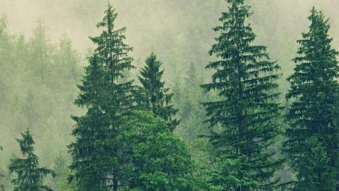 el bosque